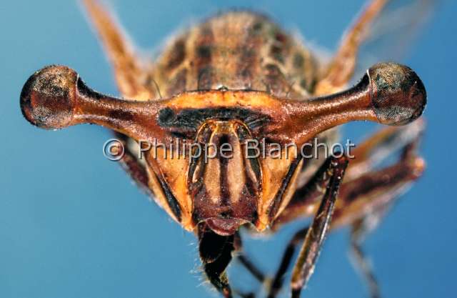 Achias australis.JPG - Achias australis (Portrait)moucheflyDipteraPlatystomatidaeAustralie